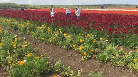 Ranunculus fields. Beautiful rows of flowers. Stock Footage 238773437
