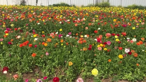 Ranunculus fields. Beautiful rows of flowers. Stock Footage 238773439