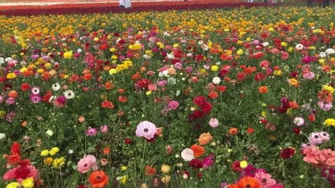 Ranunculus fields. Beautiful rows of flowers. Stock Footage 238773441