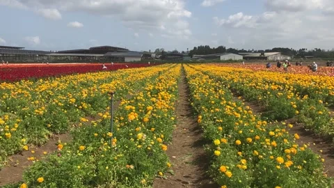 Ranunculus fields. Beautiful rows of flowers. Stock Footage 238773442