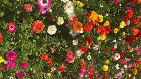 Ranunculus fields. Beautiful rows of flowers. Stock Footage 238773463