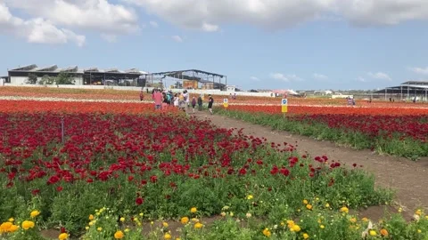 Ranunculus fields. Beautiful rows of flowers. Stock Footage 238773504