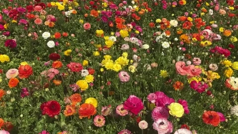 Ranunculus fields. Beautiful rows of flowers. Stock Footage 238773525