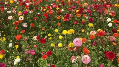 Ranunculus fields. Beautiful rows of flowers. Stock Footage 238773529