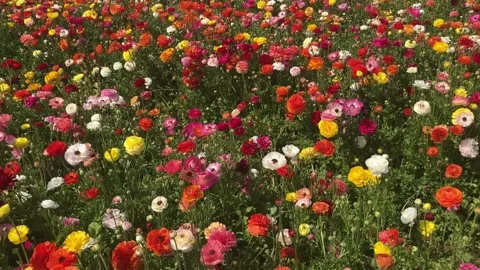 Ranunculus fields. Beautiful rows of flowers. Stock Footage 238773530