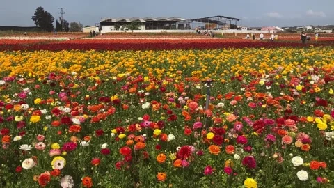 Ranunculus fields. Beautiful rows of flowers. Stock Footage 238773537
