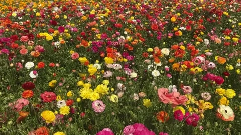 Ranunculus fields. Beautiful rows of flowers. Stock Footage 238773625