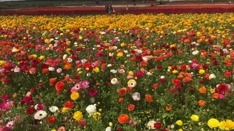 Ranunculus fields. Beautiful rows of flowers. Stock Footage 238773687