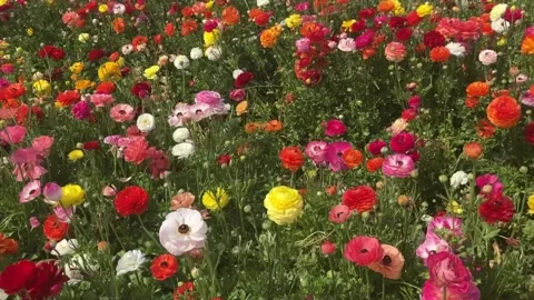 Ranunculus fields. Beautiful rows of flowers. Stock Footage 238773710