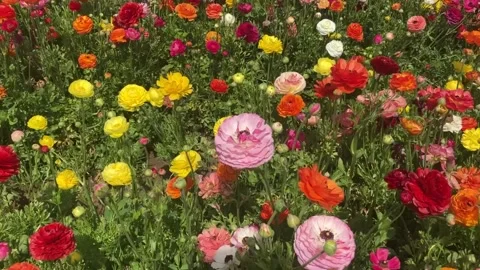 Ranunculus fields. Beautiful rows of flowers. Stock Footage 238773712