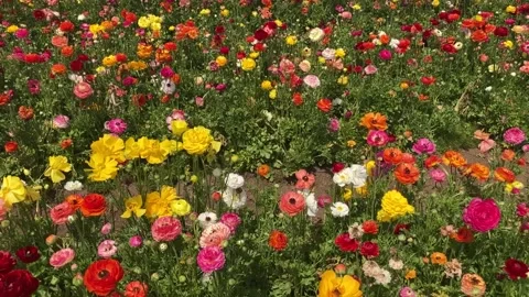 Ranunculus fields. Beautiful rows of flowers. Stock Footage 238773744