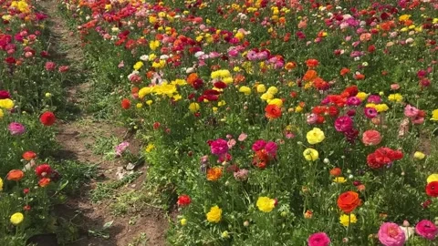 Ranunculus fields. Beautiful rows of flowers. Stock Footage 238773748