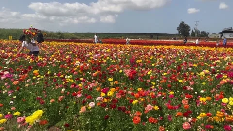 Ranunculus fields. Beautiful rows of flowers. Stock Footage 238773755