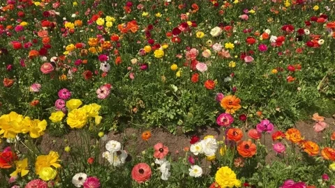 Ranunculus fields. Beautiful rows of flowers. Stock Footage 238773766