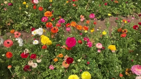 Ranunculus fields. Beautiful rows of flowers. Stock Footage 238773783