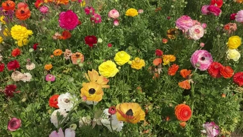 Ranunculus fields. Beautiful rows of flowers. Stock Footage 238773874
