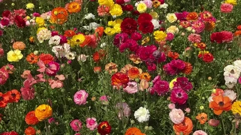 Ranunculus fields. Beautiful rows of flowers. Stock Footage 238774034