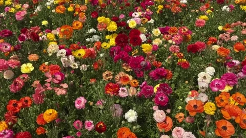 Ranunculus fields. Beautiful rows of flowers. Stock Footage 238774066