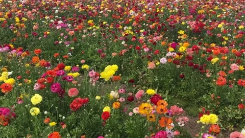 Ranunculus fields. Beautiful rows of flowers. Stock Footage 238774069