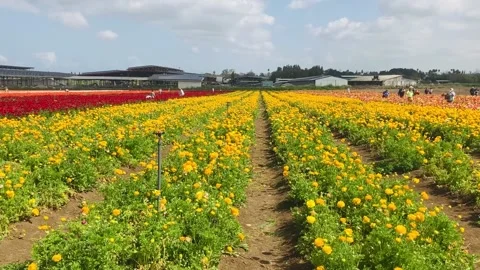 Ranunculus fields. Beautiful rows of flowers. Stock Footage 238774558