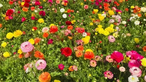 Ranunculus fields. Beautiful rows of flowers. Stock Footage 238774694