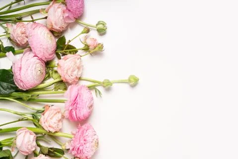 Ranunculus flat lay composition Stock Photos