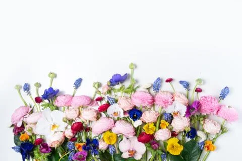 Ranunculus flat lay composition Stock Photos