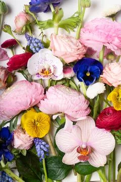 Ranunculus flat lay composition Stock Photos