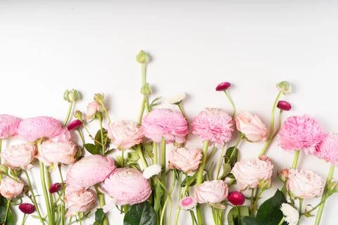 Ranunculus flat lay composition Stock Photos