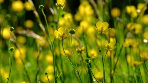 Ranunculus flower Stock Footage 310794406