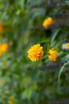 Ranunculus flower on a hedge Stock Photos