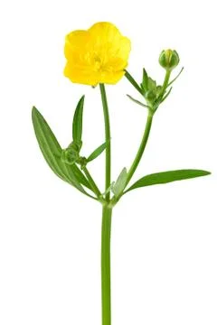 Ranunculus flower Stock Photos
