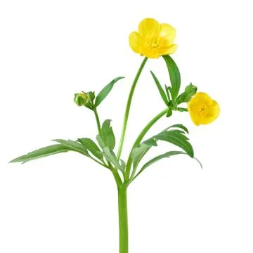 Ranunculus flower Stock-Fotos