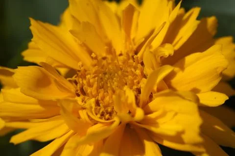 Ranunculus flower Stock Photos