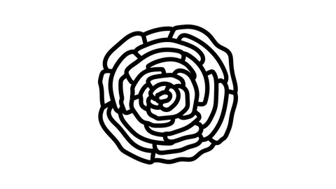 Ranunculus flower spring line icon animation Stock Footage 326135338