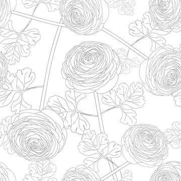 Ranunculus Flower on White Background Stock Illustration