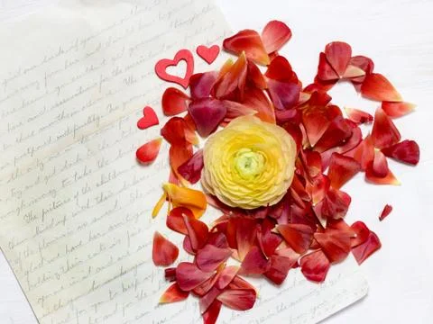 Ranunculus flowers background Stock Photos