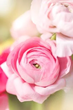 Ranunculus flowers close up Stock Photos