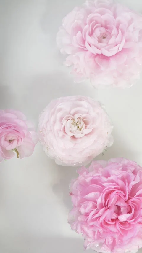 Ranunculus flowers floating on still water forming spa relaxation composition Stock Footage 335144580