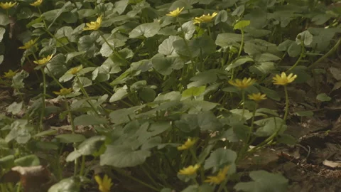 Ranunculus flowers Stock Footage 307477020