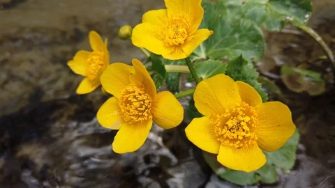 Ranunculus flowers in the forest stream.	 Stock-Footage 129381979