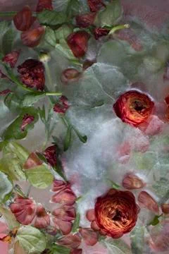 Ranunculus flowers in ice Stock Photos