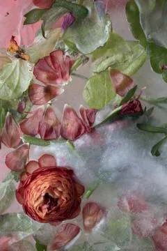 Ranunculus flowers in ice Stock Photos