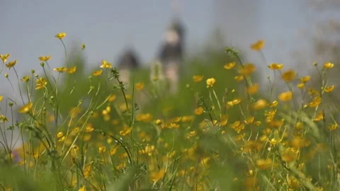 Ranunculus flowers on meadow in spring with rococo church in Stadl-Paura Stock Footage 237315619