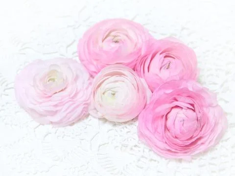 Ranunculus flowers Stock Photos