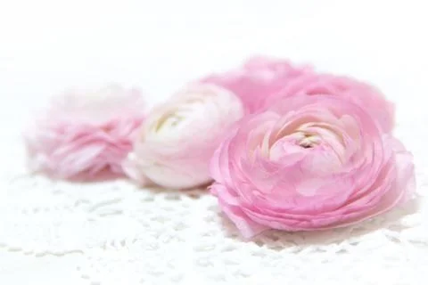 Ranunculus flowers Stock Photos
