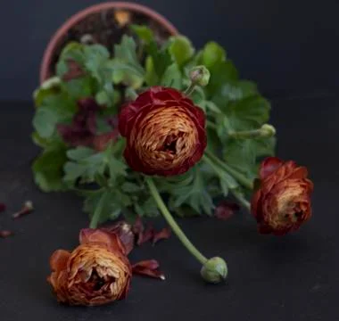 Ranunculus flowers Stock Photos