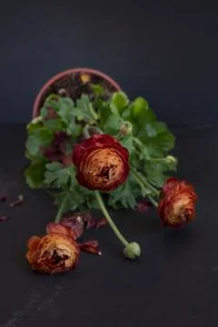 Ranunculus flowers Stock Photos