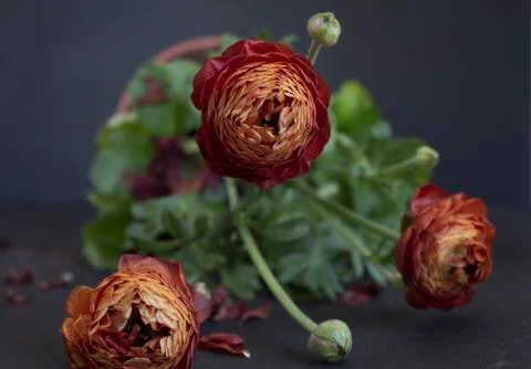 Ranunculus flowers Stock Photos
