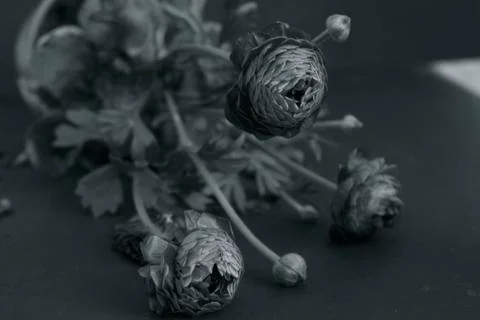 Ranunculus flowers Foto stock